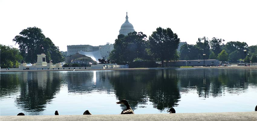 Ducks relaxing at the U.S. Capital.