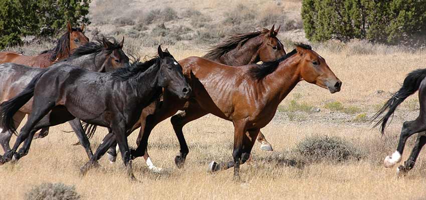 Wild horses running