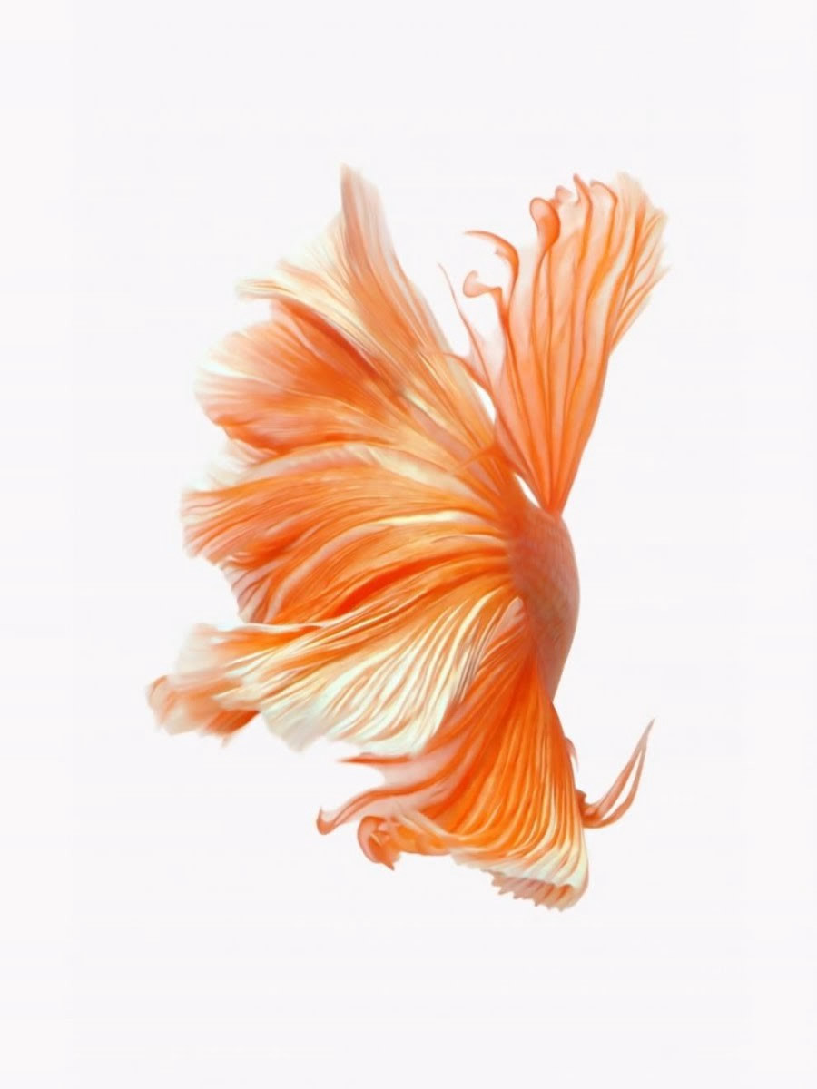 Dense Pastels Motion Design