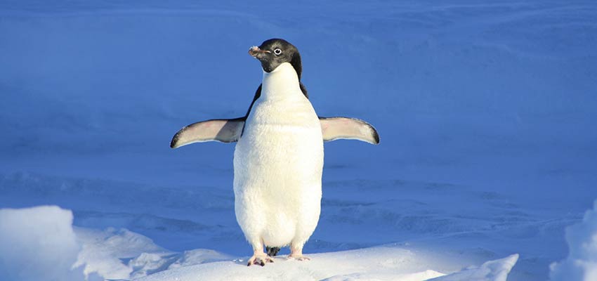 Penguin