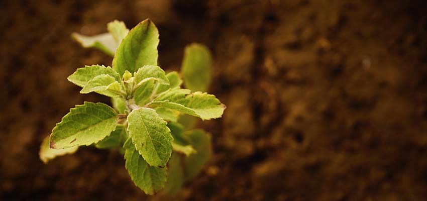 A plant sprouting from the ground.