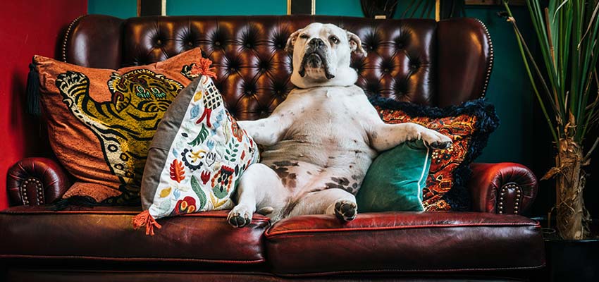 A dog sitting upright on a sofa.