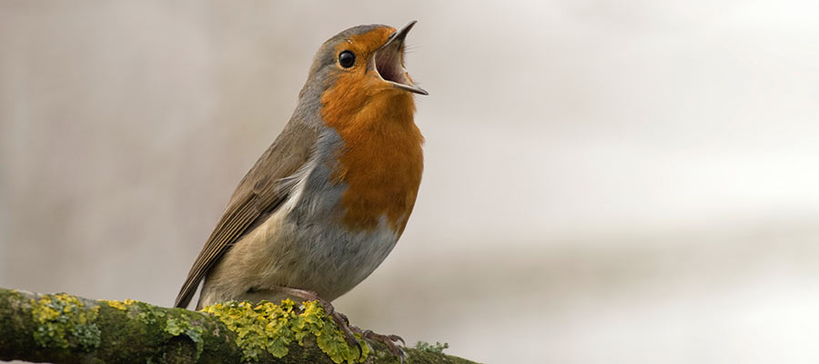 A bird sits on a tree branch.
